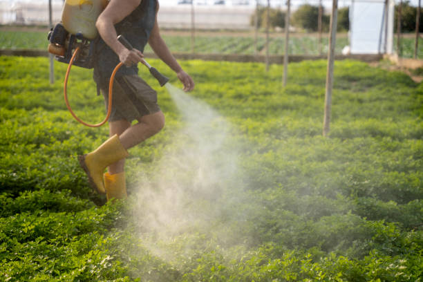Best Ant Control Services  in Mattituck, NY