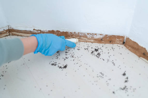 Professional Pest Control in Mattituck, NY
